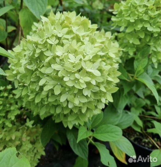 Гортензия Bee Green (BG)