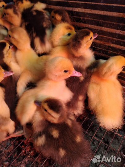 Утята мускусные