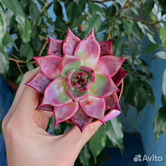 Эхеверии, суккуленты