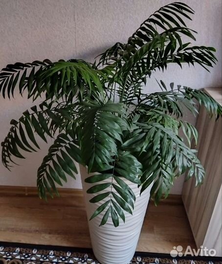 Пальма Хамедорея