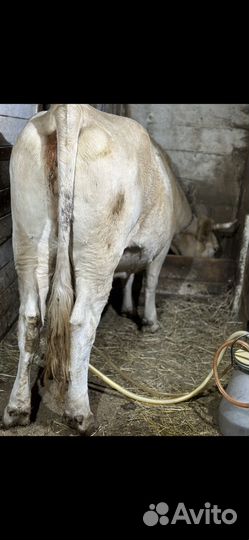 Корова дойная