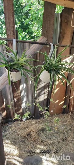 Хлорофитум