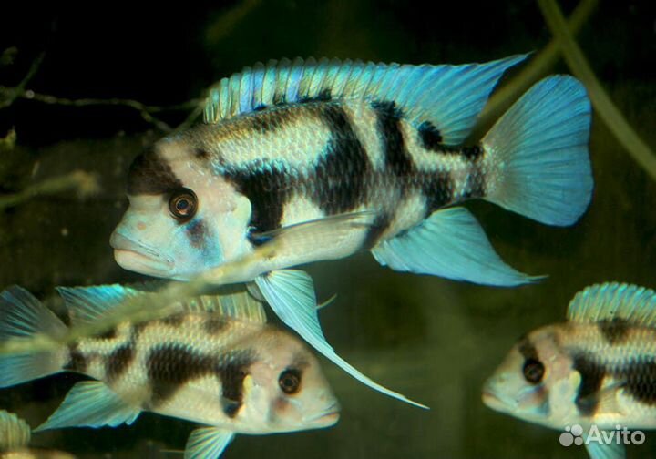 Цифотиляпия Фронтоза Черная Вдова Cyphotilapia Fr