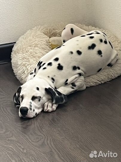 Далматинец щенок