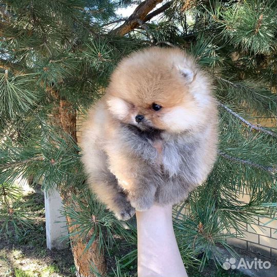 Померанский шпиц