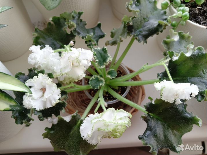 Фиалка Ян-Каприз(детки)