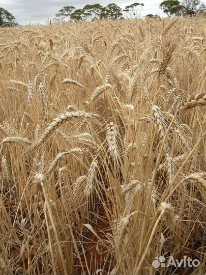 Пшеница