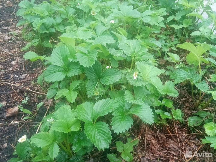 Клубника саженцы