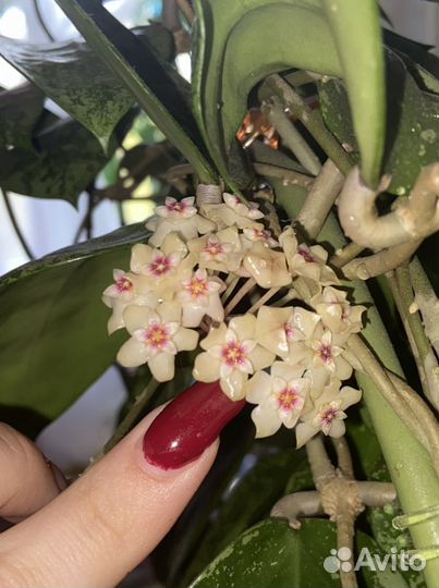 Хойя акута отростки