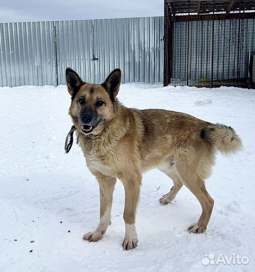 Овчаристый пёс с историей