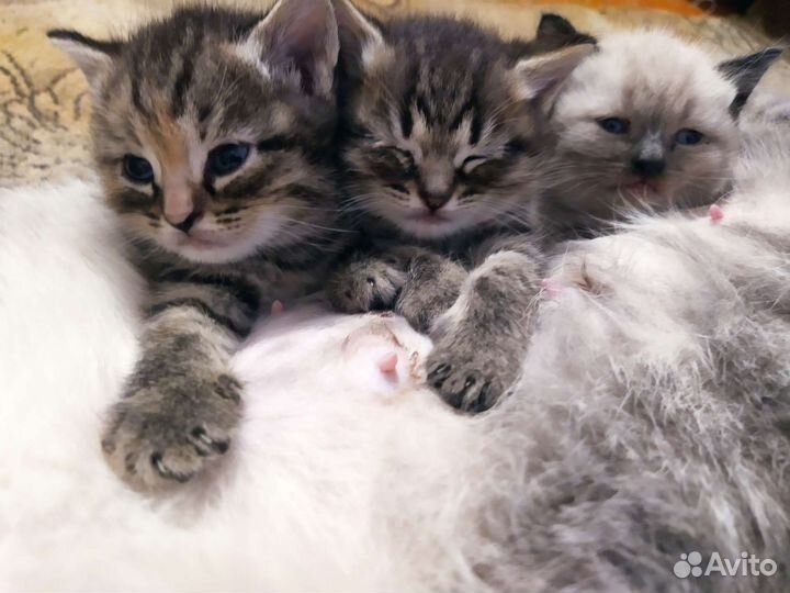 Котенок в добрые руки