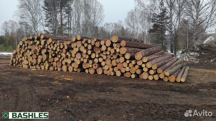 Лес кругляк лиственница