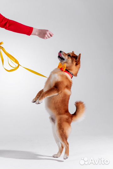 Сиба ину вязка