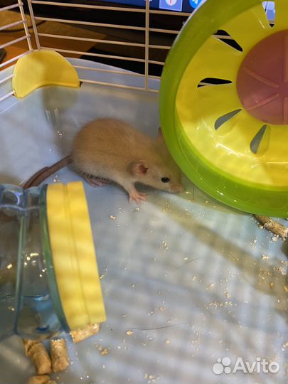 Клетка для грызунов