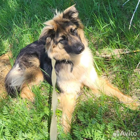 Красавец Шкипер ищет дом
