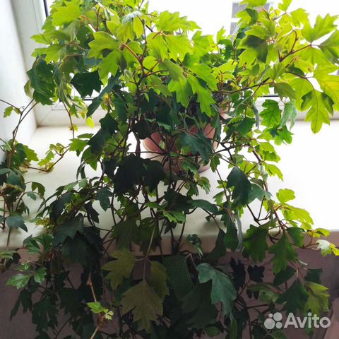 Ройциссус. Домой или в офис