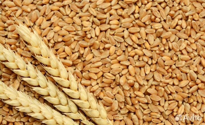 Пшеница,ячмень,кукуруза в мешках