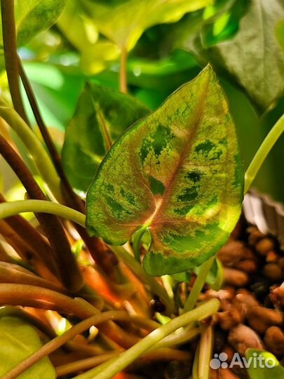 Сингониумы сортовые