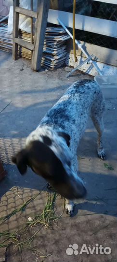 Курцхаар, мальчик