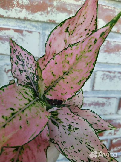 Аглаонема Rosy