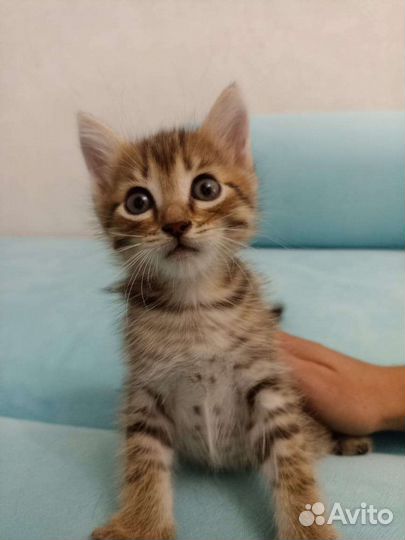 Кошка в дар бесплатно