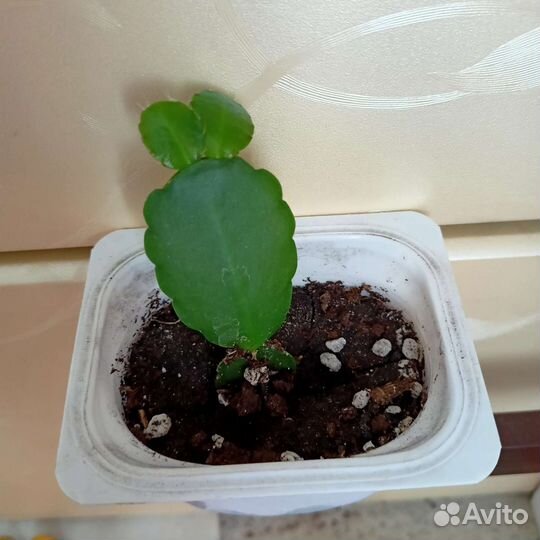 Декабрист и белый Рипсалидопсис