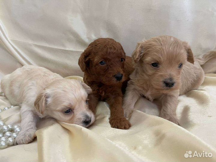 Мальтипу мальчики мини корейского типа