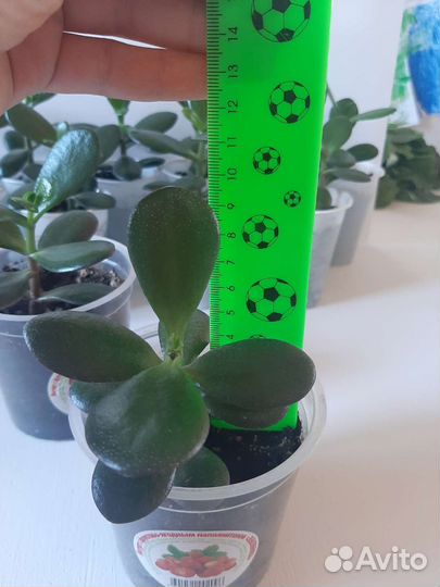 Денежное дерево (толстянка, крассула)