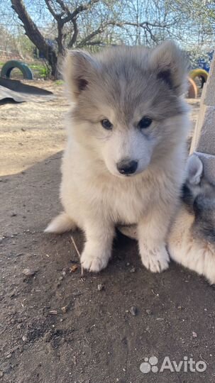 Щенки хаски