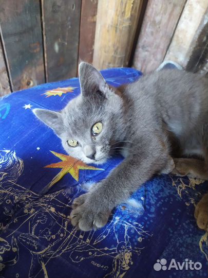 Сибирская голубая