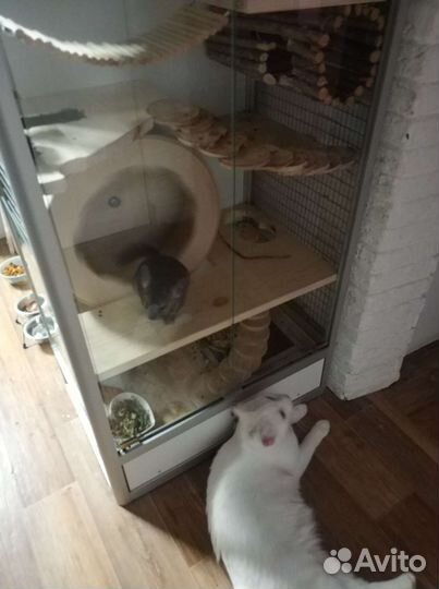 Шиншиллы с витриной