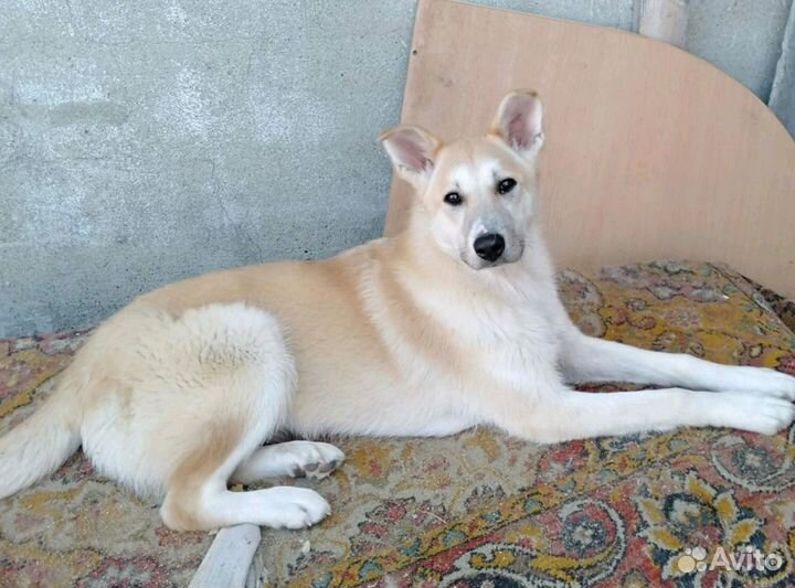 Дина ищет дом