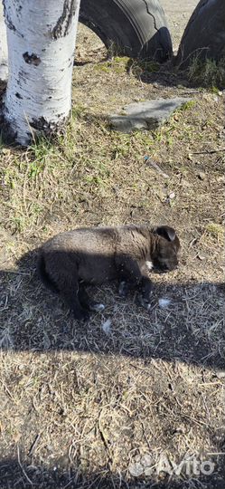 Собака в добрые руки отдам бесплатно