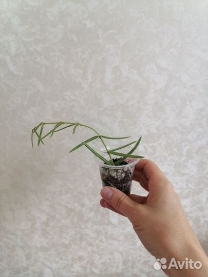 Хойя линеарис