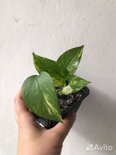 Комнатные цветы