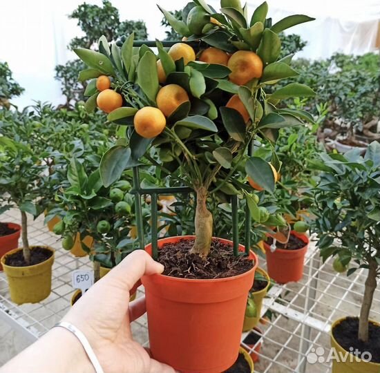 Мандариновое дерево