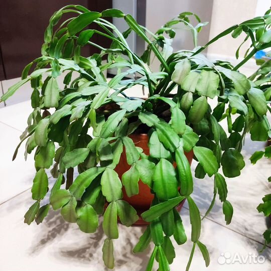 Декабрист (Кактус Шлюмбергера)