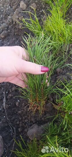 Сосна горная Мугус