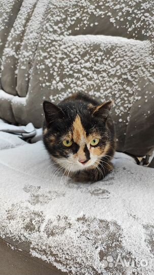 Кошка в добрые руки