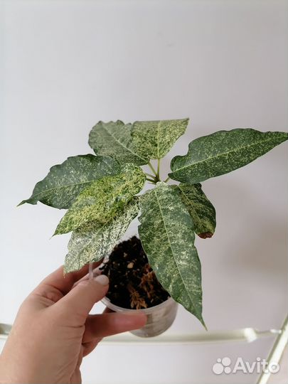 Фикус альтиссима снежный шторм