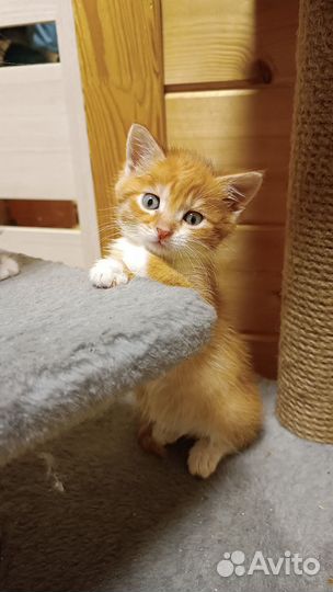 Котята в добрые руки бесплатно,приучены к лотку