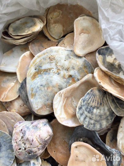 Ракушка для умелых и творческих