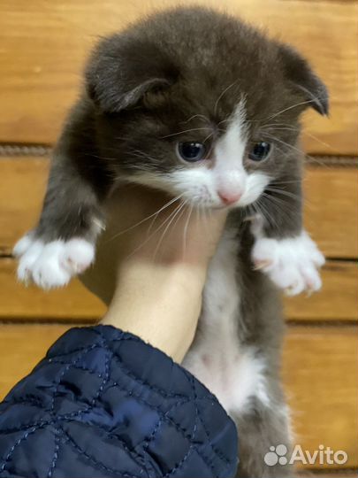 Вислоухие котята шотландские