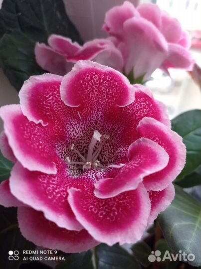 Листья глоксинии