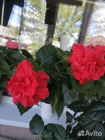 Гибискус китайская роза(гибискус)