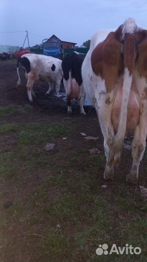 Коровы дойные молочные