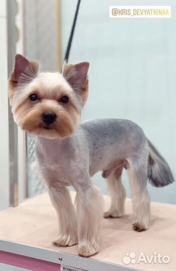 Йоркширский терьер вязка мальчик