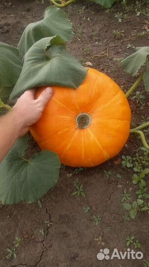 Продукты питания