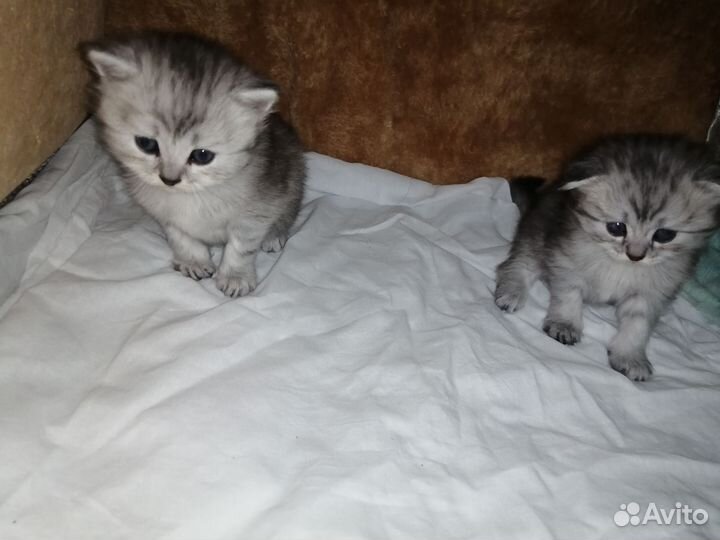 Кошки шотландцы
