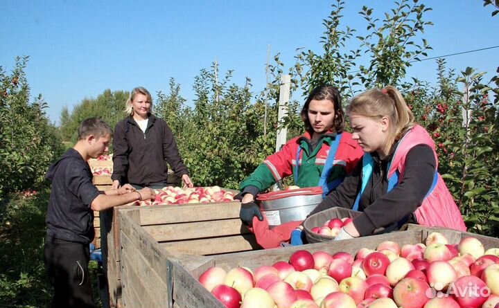 Сборка яблок. Вахта